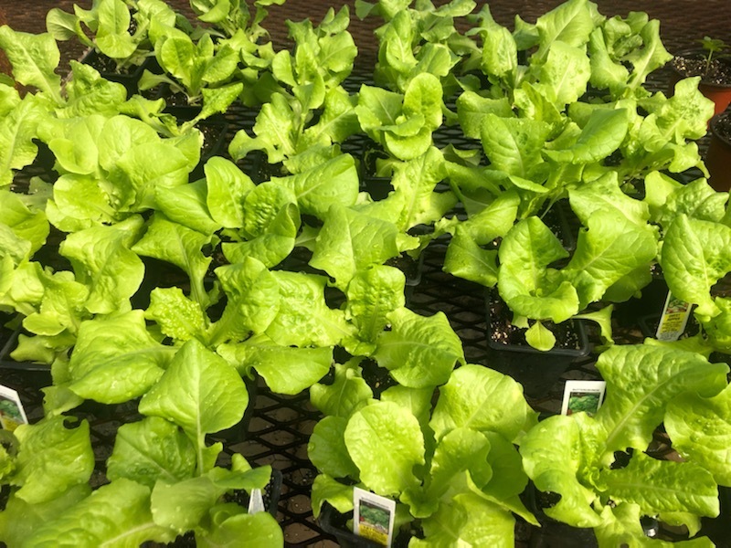 Lettuce