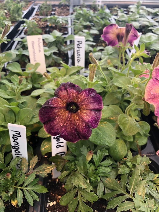 Moonstruck Petunias growing in the SEHS Greenhouse.